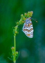 Macro shots, Beautiful nature scene. Closeup beautiful butterfly sitting on the flower in a summer garden.