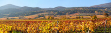 Panoramic View Across The Autumnally Coloured Vineyards In The So Called Thermal Region Near The Village Of Sooss On The Edge Of The European Alps, Austria