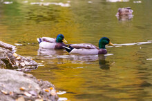 Side View Of Two Beautiful Lovely Male Mallard Ducks Swimming In The Lake On A Sunny Day