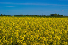 Beautiful View Of A Field Of Yellow Wildflowers Under A Clear Blue Sky