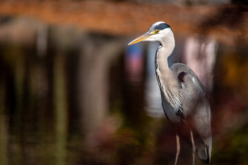 Sticker - Shallow focus of a gray heron on a green blurred background