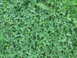 Canvas Print - Closeup shot of green leaves