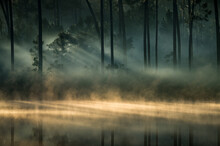 Scenic Sunset Light In The Forest In Everglades National Park