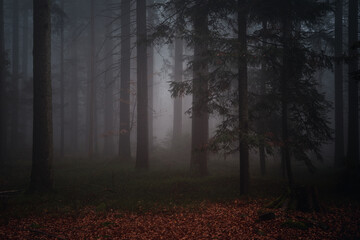 Canvas Print - Landscape view of the Bavarian forest in the evening