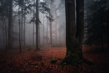 Canvas Print - Colorful landscape view of the Bavarian forest. Germany