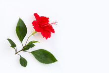 Hibiscus Flower With Leaf On White Background.