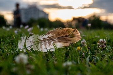 Poster - Closeup shot of a feather on the grass