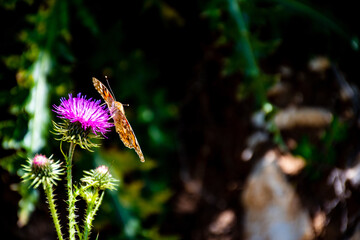 Canvas Print - Small butterfly sitting on a growing thistle