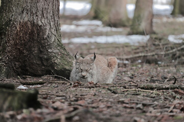 Wall Mural - Sleeping lynx under the tree in a snowy forest