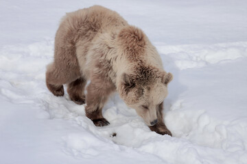 Poster - High angle shot of a brown bear walking in a forest during the day