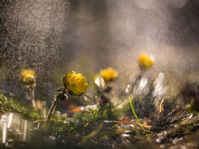 Spring Flowers In Raindrops Bloomed At Dawn
