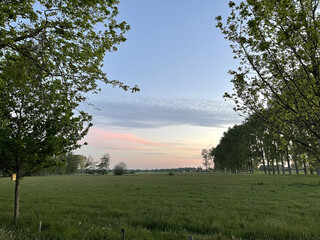 Poster - Mesmerizing landscape view with green lawn and rows of high trees against a cloudy sky at sunset