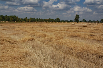 Poster - Beautiful view of round hay bales in a field