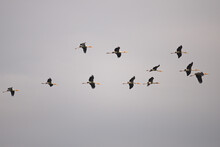 Herons And Storks Water Birds