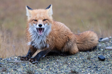 Wall Mural - red fox in northern alaska on the frozen tundra