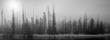 Grayscale Landscape In Wyoming, Yellowstone National Park