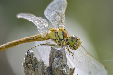 Sticker - Closeup shot of a dragonfly on a plant in a garden