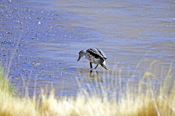 Poster - Beautiful shot of a goose walking on the coast of a lake near the Atacama desert in Chile