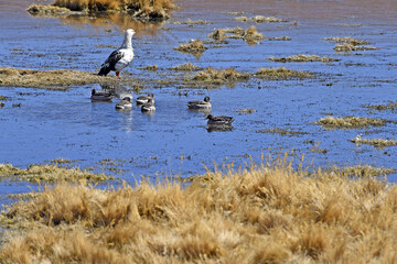 Poster - Beautiful shot of some seagulls swimming in the water and an eagle standing on the grass