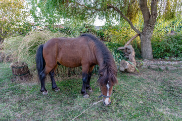 Sticker - Brown pony horse grazing on a meadow