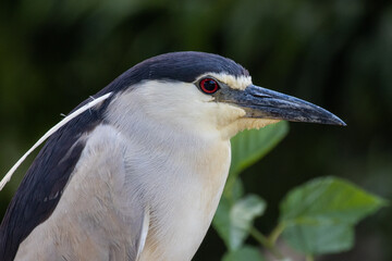 Wall Mural - Closeup of a beautiful common night heron on a blurred background