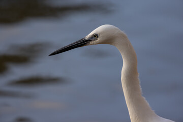 Sticker - Closeup of the little egret in blurred water background