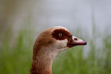 Sticker - Closeup of a beautiful duck in the field on a sunny day