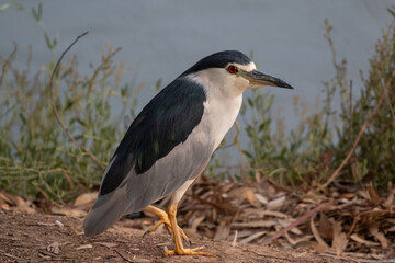 Canvas Print - Beautiful view of common night heron in the field on a sunny day