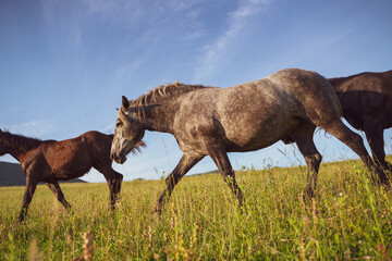 Sticker - Scenic view of brown horses on the field on a clear sky background