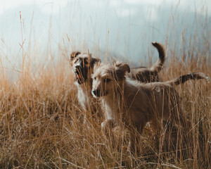 Poster - Couple of cute puppies on a grassy meadow