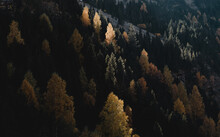 Beautiful Lush Autumn Forest Partly Light Up By Sunlight