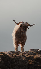 Wall Mural - Vertical shot of a goat on a rocky hill