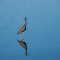 Sticker - Closeup of a gray heron (Ardea cinerea) in a blue lake