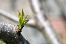 Young Sprout Of Tree Coming Of The Tree Trunk And Stem Whit Cute Leaves And New Branch Leaves In Fresh Spring Summer Season Growing.