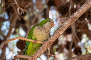 Canvas Print - Closeup shot of a parrot on the tree