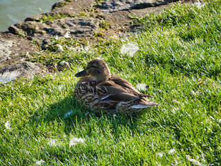 Sticker - Duck relaxing on the green grass