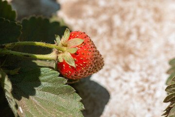 Wall Mural - Closeup shot of a strawberry on a plant