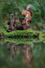 Poster - A view of a red squirrel as it climbs up an old tree stump by a pool. Its reflection is in the still water