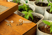 Seeds For Marijuana And Potted Cannabis Plants