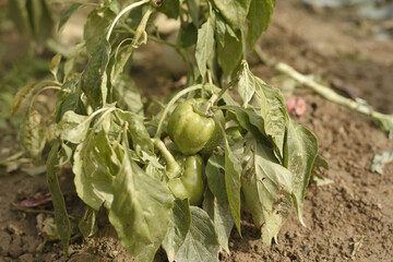 Wall Mural - Closeup shot of growing tomatoes in the garden