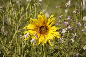 Wall Mural - field of sunflowers