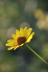 Wall Mural - Coneflower