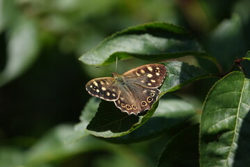 Sticker - butterfly on leaf