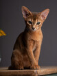 Abyssinian Kitten Portrait
