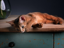 Abyssinian Kitten Portrait