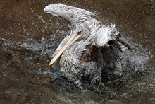 Brown Pelican Swimming In The Water (Pelecanus Occidentalis)