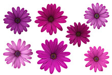 Flowers Of Osteospermum ( African Daisies )  Isolated On White Background