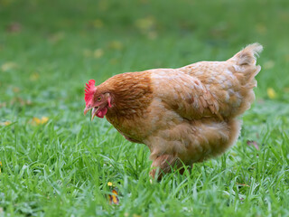 Sticker - Brown chicken free range in garden