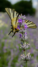 Closeup Of The Scarce Swallowtail (Iphiclides Podalirius) Butterfly, On A Lavender Flower