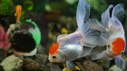 Beautifully colored goldfish swim in the clear aquarium water